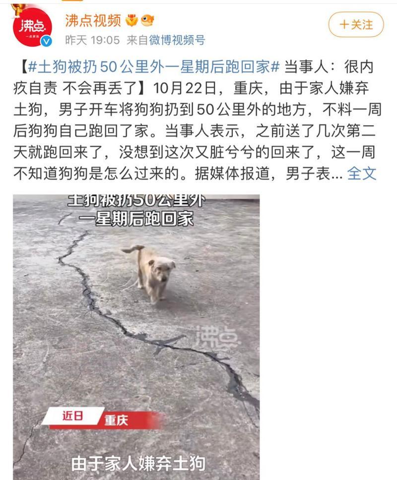 土狗丢失后能多久回来？（失去土狗，我们该耐心等待还是寻找新的伙伴？）