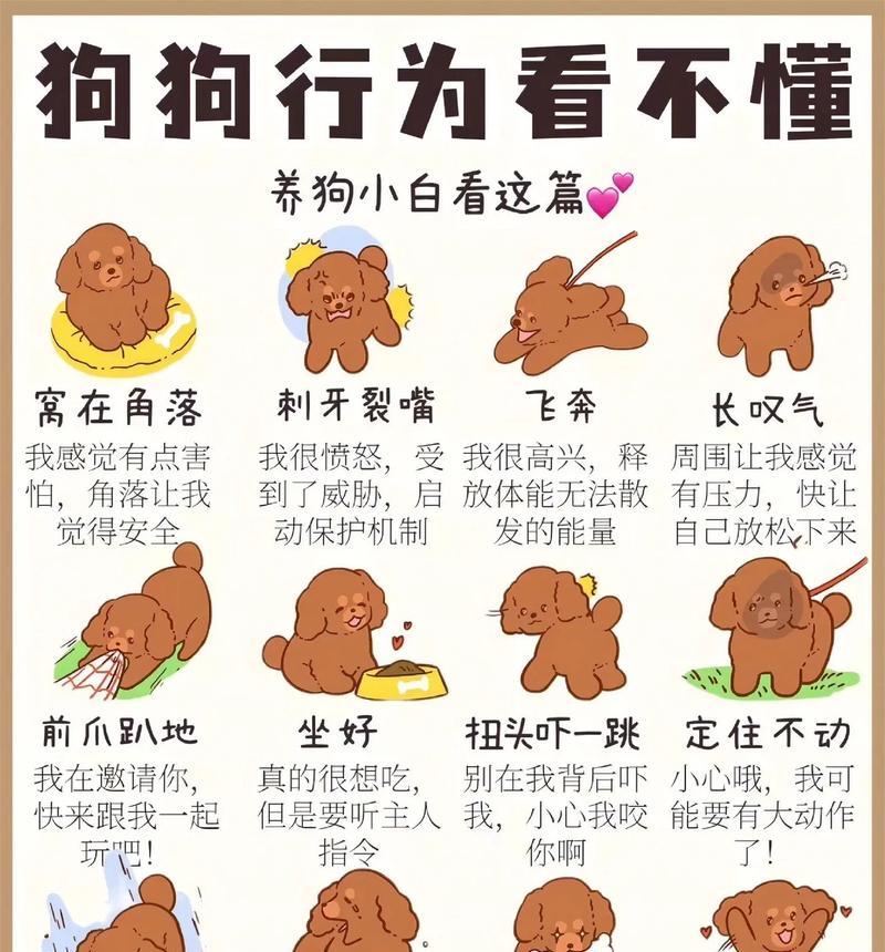 宠物犬的生活习性（了解宠物犬的习性，给予它们更好的生活环境和照顾）
