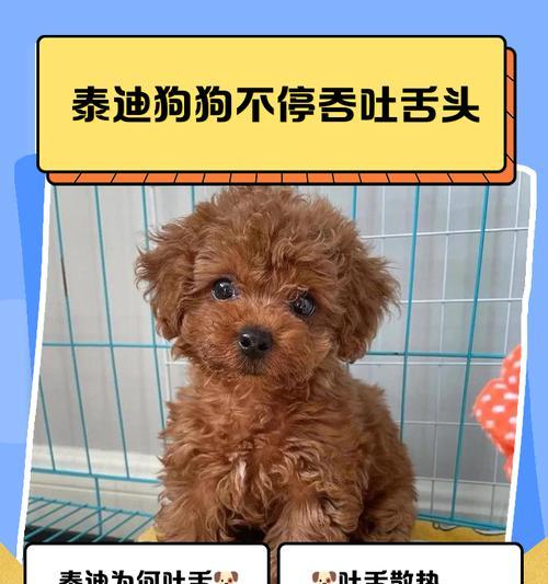 泰迪犬频繁找水喝，暗示了6件不好的事情！（解读泰迪犬口渴时的行为，了解其潜在问题）