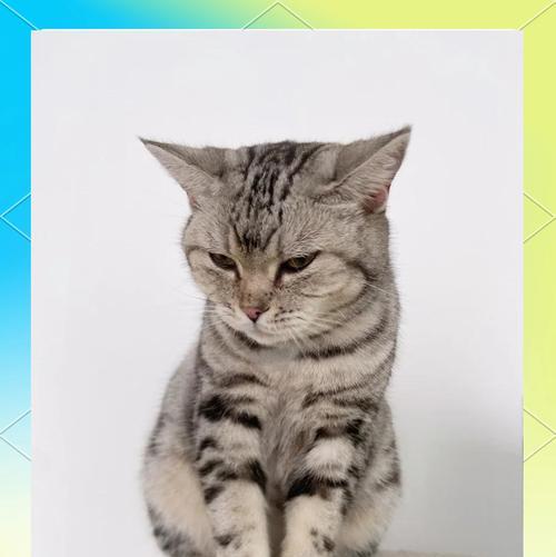 猫的孕吐现象及原因解析（揭秘猫咪孕吐现象，了解它的发生频率及对健康的影响）