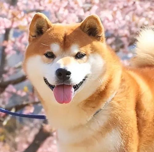 忠诚护主的狗（了解那些为主人奉献一生的狗狗们）