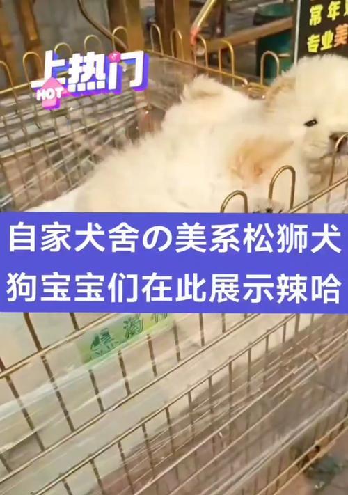 如何判断松狮犬的品质好坏（识别纯种松狮犬的关键指标及方法）