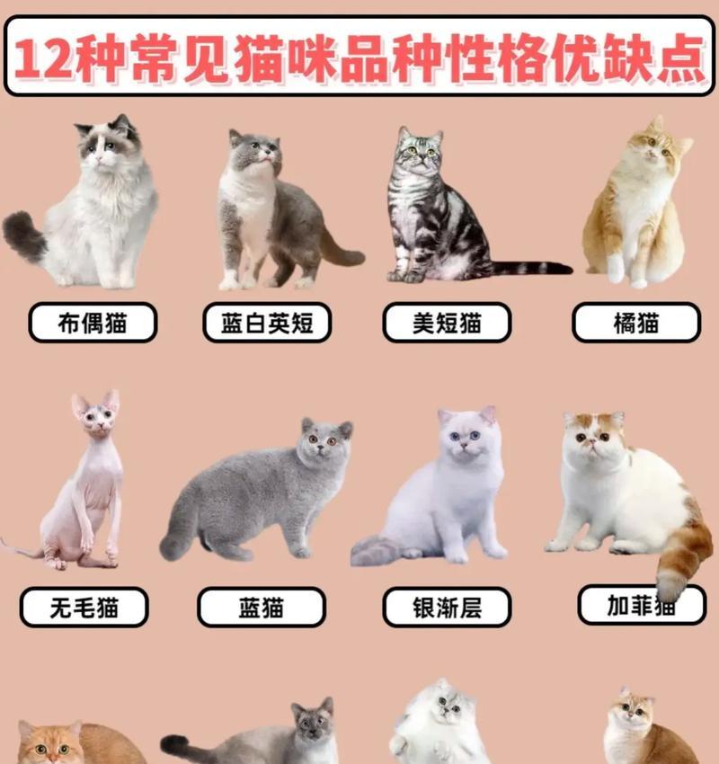 常见猫咪品种及其特点（探索猫咪世界，发现你的心头好）
