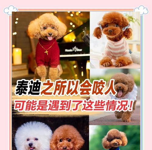 如何有效地惩罚泰迪犯错？（探索最有效的惩罚方法，让泰迪学习改正错误）