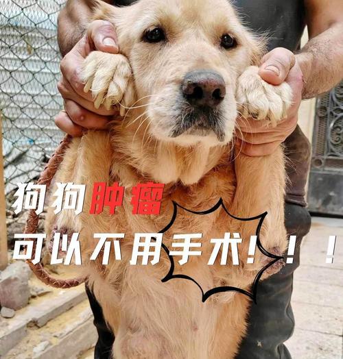 预防狗狗肿瘤的药物（了解肿瘤预防药物，拯救你的狗狗健康与快乐）