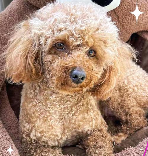 比熊犬缺钙的5个症状及主人不容忽视的重要性（比熊犬缺钙，五大症状警示你要及时行动）