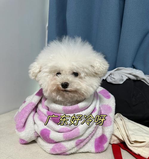 广东适宜的狗狗品种选择（根据广东天气条件养狗，选择适合的品种）