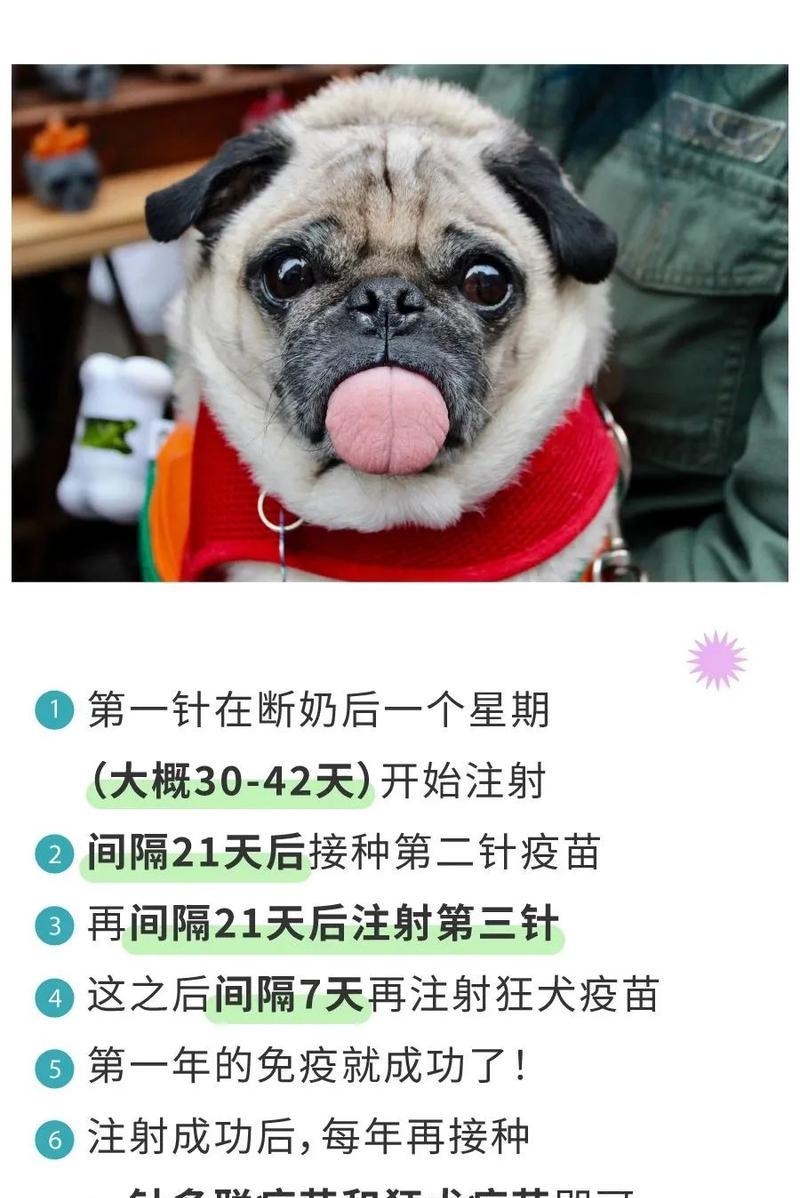 小狗狗的育苗计划（保护宠物健康的关键措施）