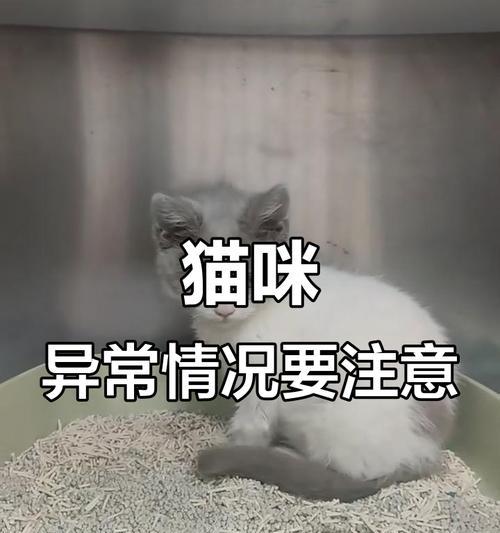 猫咪出现的症状及可能原因（了解常见猫咪症状，预防与治疗的关键）