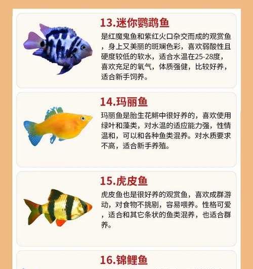 金鱼的光照需求与注意事项（金鱼养殖中正确的光照时间和方法）