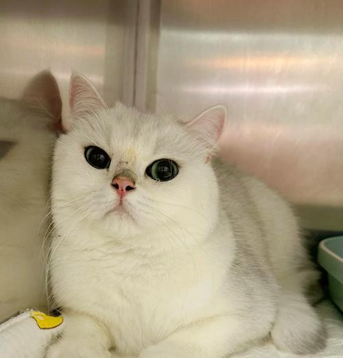 猫肠梗塞（了解猫肠梗塞的症状，预防猫咪的不适）