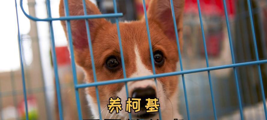 柯基犬的生活禁忌与适宜之道（守护柯基，享受美好犬生）