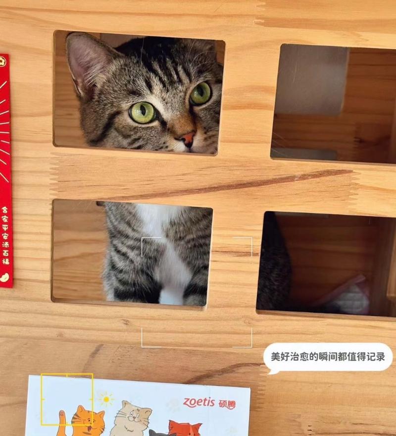 猫咪的养护（了解猫咪的免疫需求，保护它们的健康与幸福）