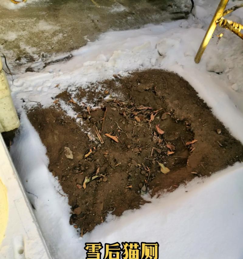 放养猫的寿命如何？（以自由放养方式生活的猫的预期寿命及关键因素分析）