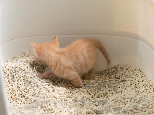 母猫怀孕期间为什么会尿频？（探索母猫怀孕期间尿频的原因和解决办法）