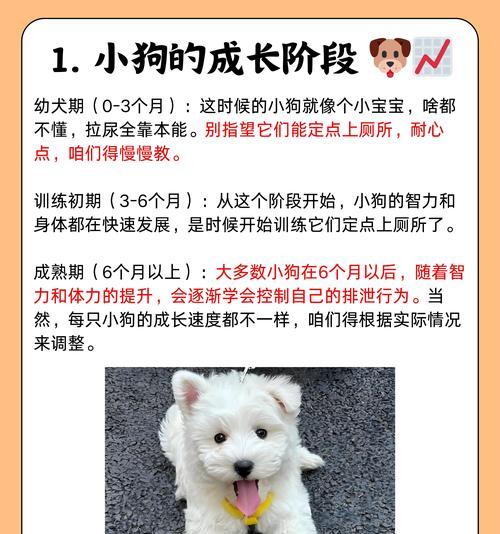 小狗换胎毛时间需多久？（探究小狗更换胎毛所需的时间及相关注意事项）