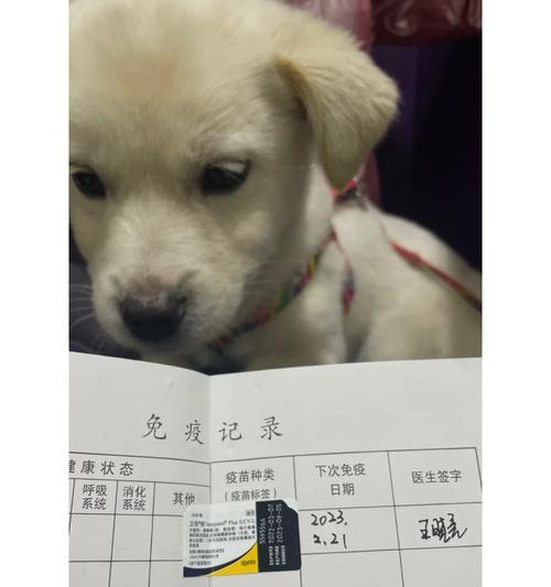 狗打宫缩素的有效时间及（了解狗打宫缩素的作用和持续时间，帮助犬主更好地管理分娩过程）