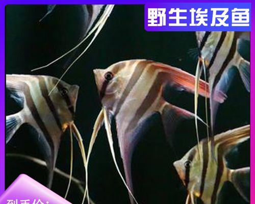 燕鱼养殖的水换频率及注意事项（合理换水确保燕鱼健康成功养殖的关键）