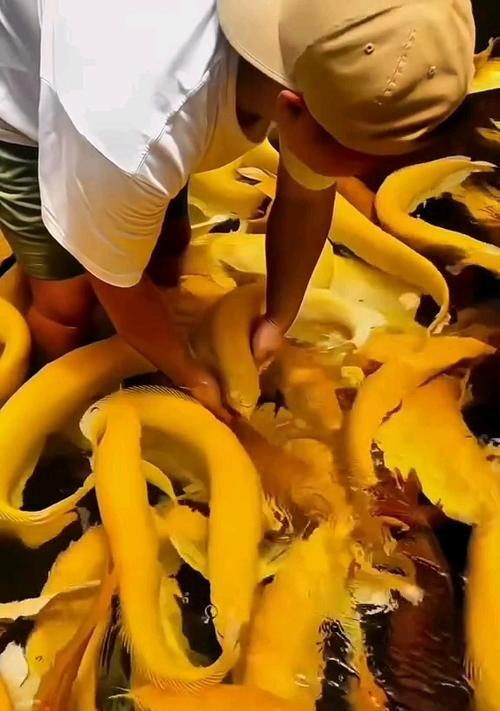 巧克力底金龙鱼的饲养之道（打造完美家庭宠物，巧克力底金龙鱼养殖必备指南）