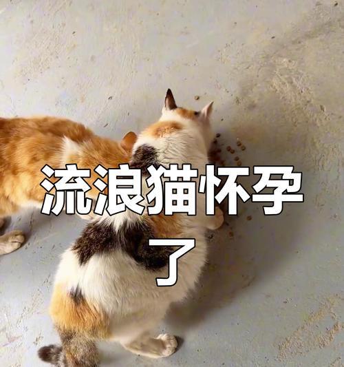 折耳猫怀孕的症状和注意事项（了解折耳猫怀孕的迹象，为您的爱宠提供最佳护理）