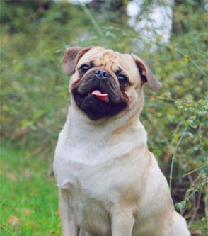 八哥犬的七大优点（了解八哥犬，探索其优点）