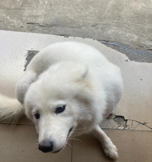 萨摩犬的合适离开时间（以萨摩出生多久可以抱走）