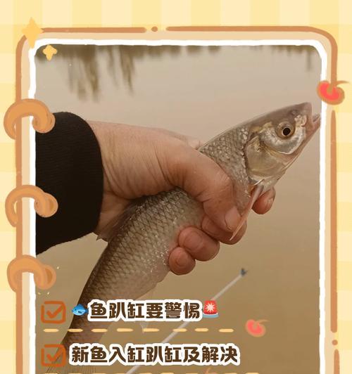 观赏鱼为何入缸后一趴不起？（探究观赏鱼恐惧行为的原因。）