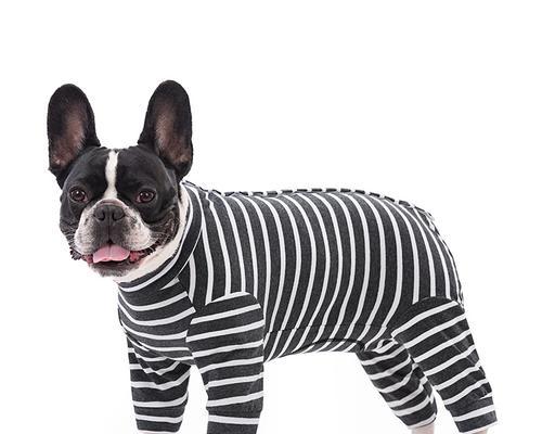 泰迪犬的价格到底是多少？（揭秘灰色泰迪犬的市场价）