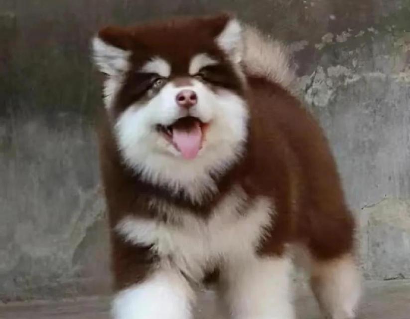阿拉斯加犬的价格、优缺点及是否值得拥有（一只阿拉斯加犬值得投资吗？以及如何正确选择）