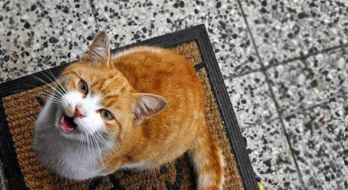 猫的讨厌之处（揭秘猫的讨厌行为，你一定不知道的事实）