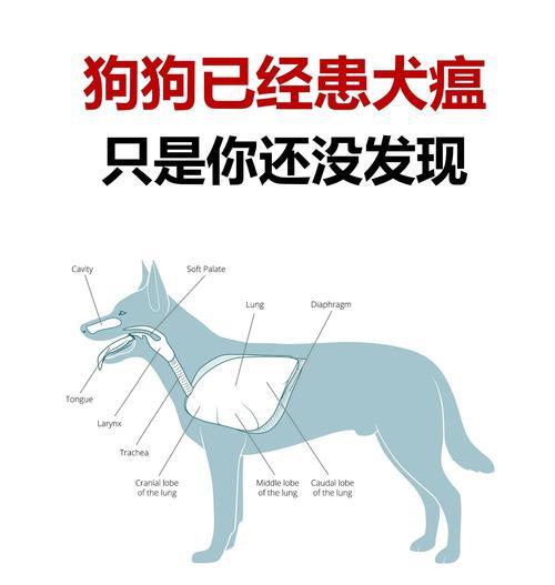犬瘟热的症状及治疗方法（了解犬瘟热的症状及预防治疗，保护您的爱犬健康）