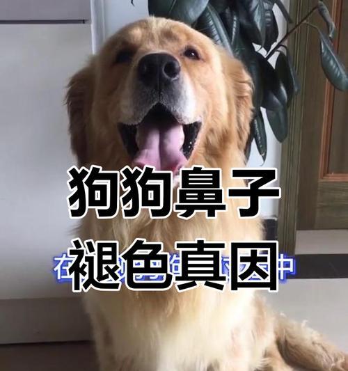 狗狗鼻子颜色异常，健康状况受到影响吗？（了解狗狗鼻子颜色的变化与健康状况的关系）