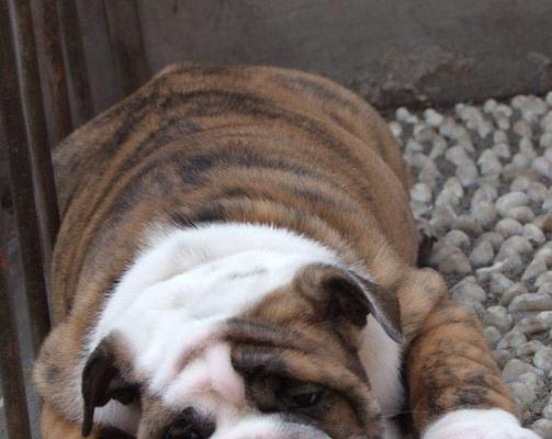 英国斗牛犬——优雅的力量（了解英国斗牛犬的历史、特征和培养方式）