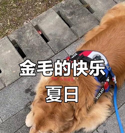 了解金毛小暖男的5个问题（养金毛前必读，教你如何照顾金毛小暖男）