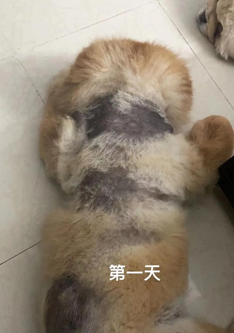 买了病松狮，多久发病？（病松狮的发病时间及相关注意事项）