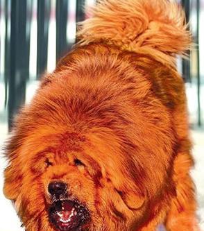 藏獒价格及选购技巧（了解纯种藏獒的价格与选购要点）