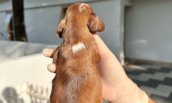 腊肠犬（了解腊肠犬，选择合适的宠物伴侣）