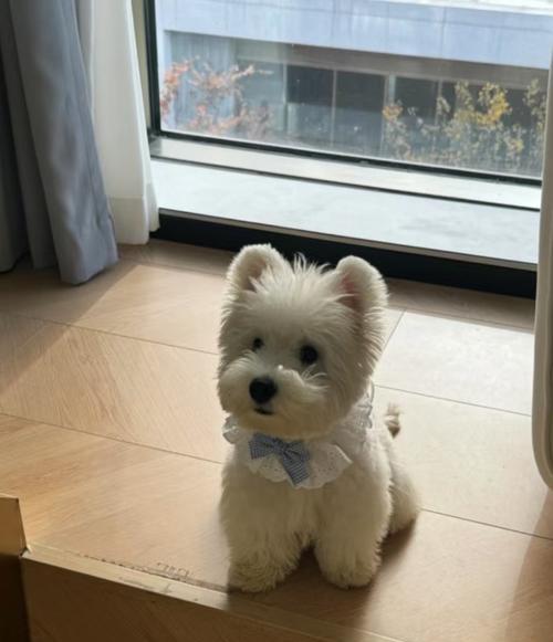 了解狗胃出血症状及其预防方法（宠物健康护理，关注狗胃出血的兆头）
