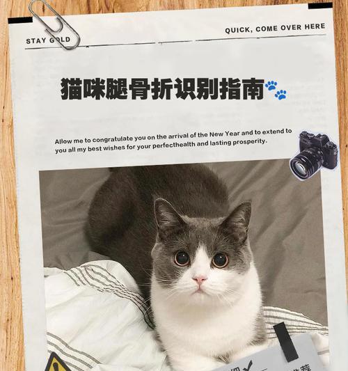 猫咪骨折的康复时间及注意事项（探究猫咪骨折康复的时间周期与关键因素）