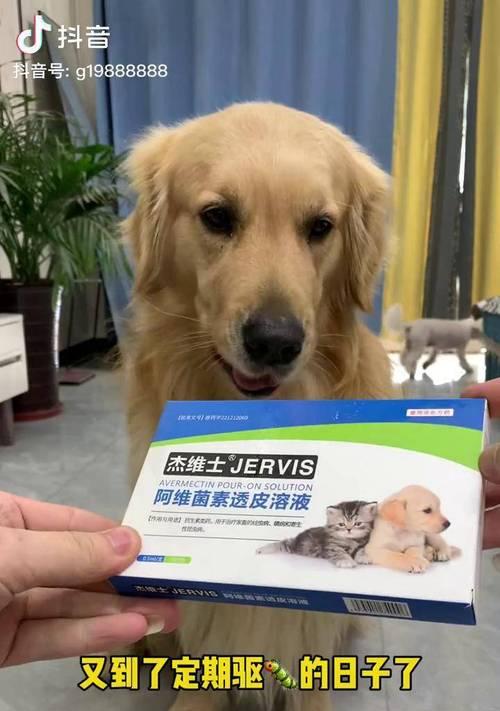 金毛狗驱虫的正确时间和方法（保护宠物健康，定期驱虫是关键）