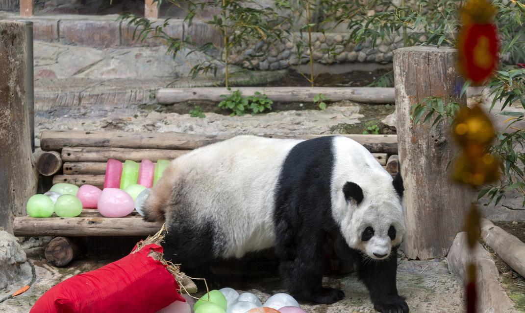 大熊猫的主食和饮食习性（大熊猫）