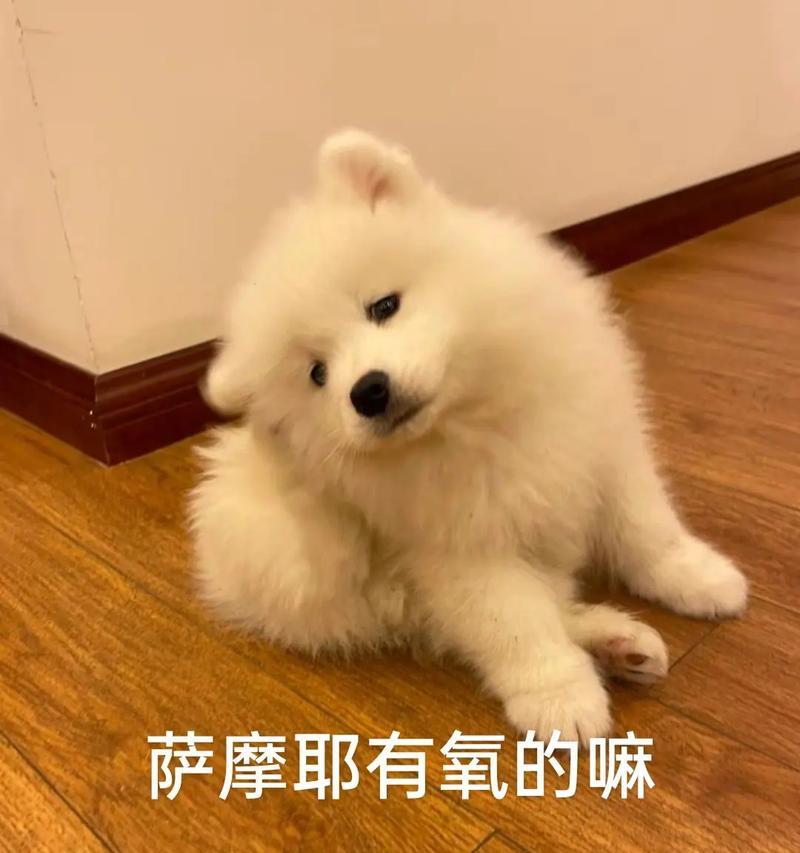 萨摩耶的健康状况（揭秘萨摩耶的强壮体质与罕见疾病）