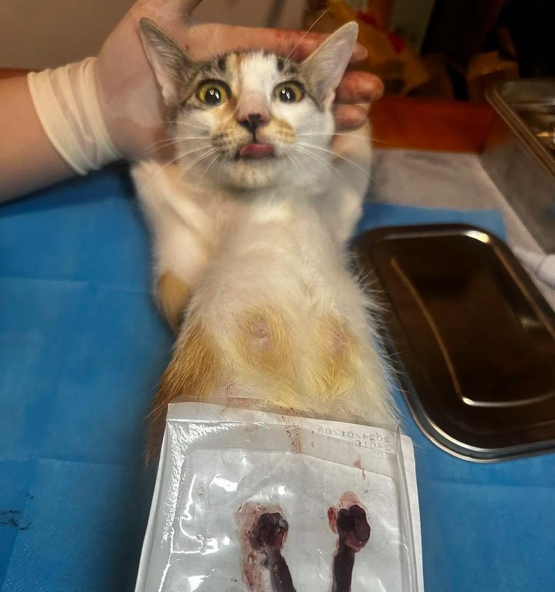 母猫不做绝育对其寿命的影响（探究未绝育母猫的寿命，）