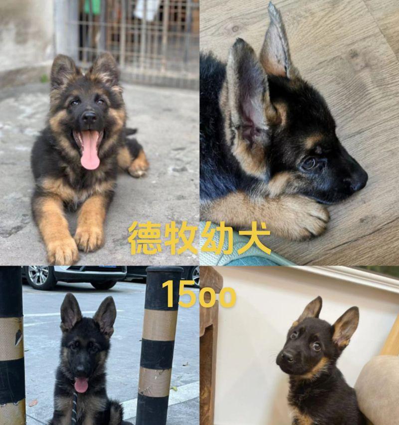 以德牧幼犬多久换好毛？（了解德牧幼犬毛发生长周期，关注适当的毛发护理是关键！）