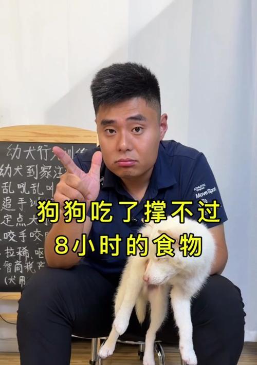 边境牧羊犬的饮食需求及合理搭配（让你的边境牧羊犬吃得健康快乐）