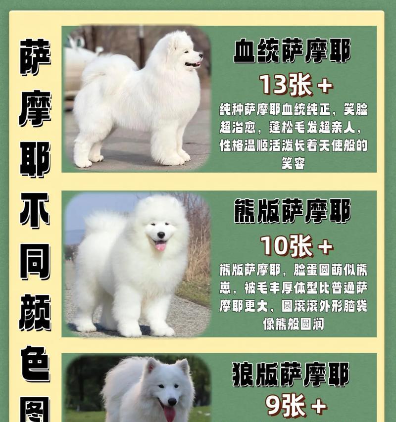 养萨摩耶必备的7种药物，狗狗生病不用慌（家中常备这些药品，保障宠物的健康）