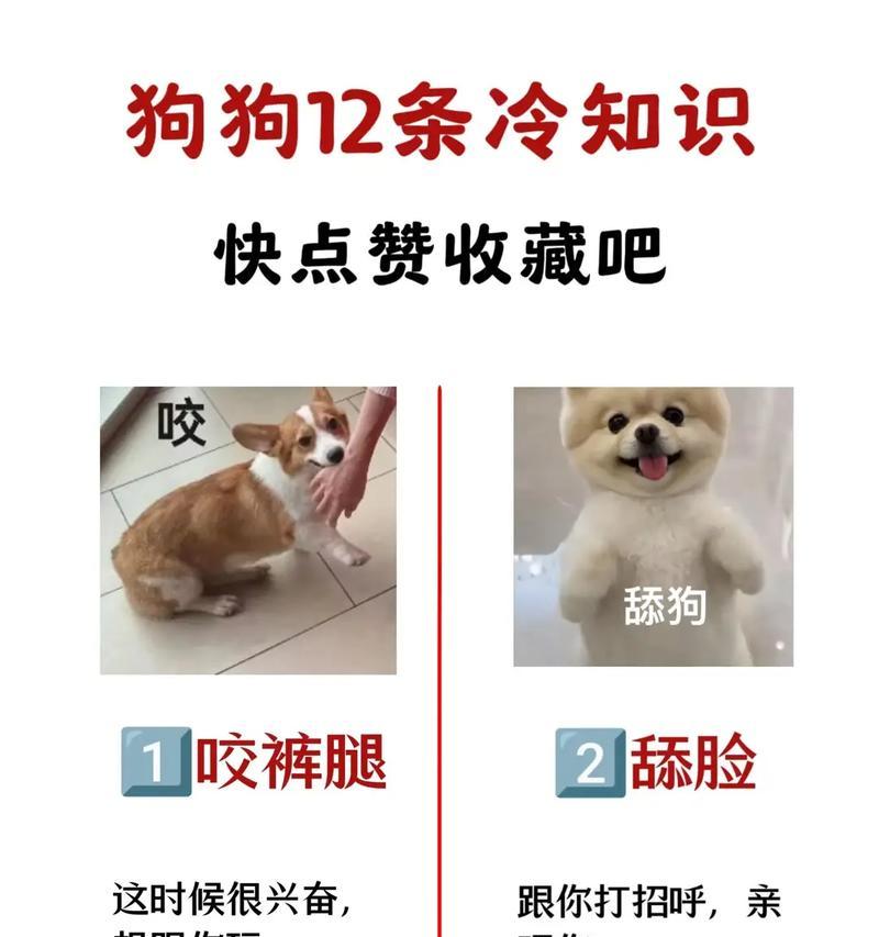 科学训练狗狗的有效方法（简单易学的训练技巧，提升与狗狗的互动关系）