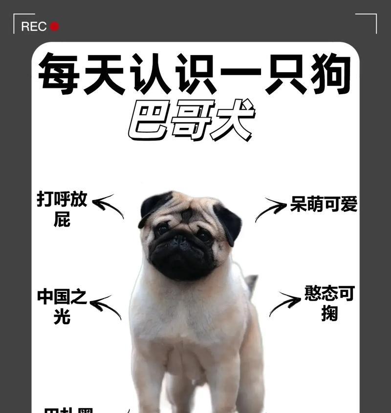 了解大型狗的品种和价格（探索大型狗狗世界，了解各种品种及价格）