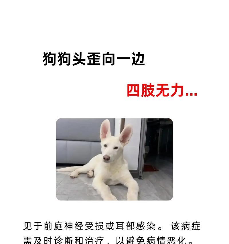 小狗四肢无力（揭秘小狗四肢无力康复的关键因素与时间周期）