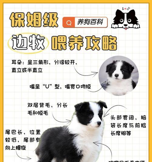 养狗需要教哪些东西？（培养良好习惯，让它成为你的忠诚伴侣）
